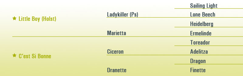 Pedigree Minotauros SL