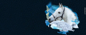 Etalon poney de sport Elite