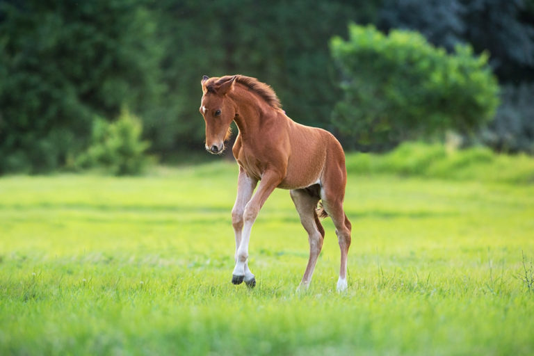 Jeunes Génétiques Syndicat Linaro