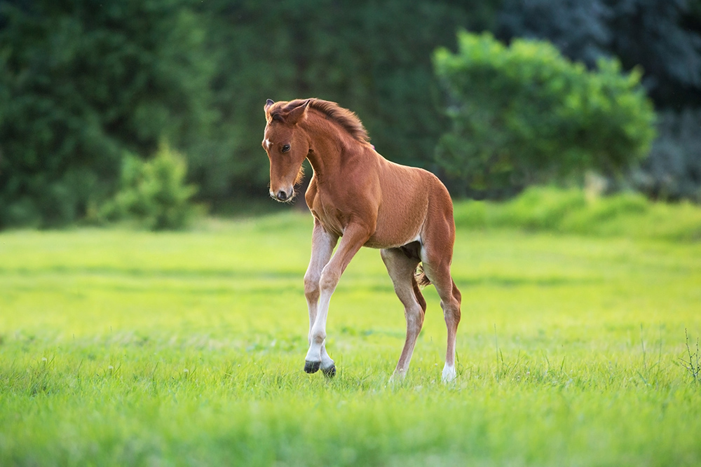 Jeunes Génétiques Syndicat Linaro